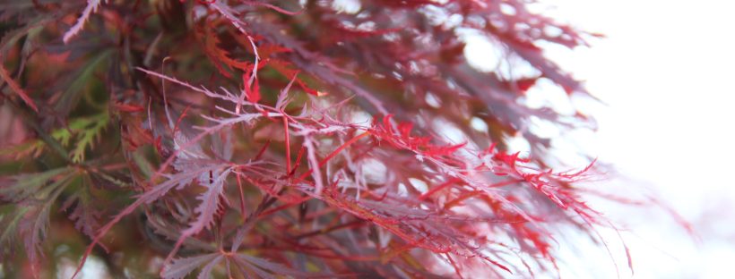 acero rosso